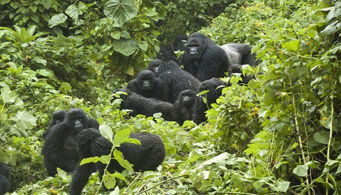 One-Day Gorilla Trekking in Uganda – Mgahinga